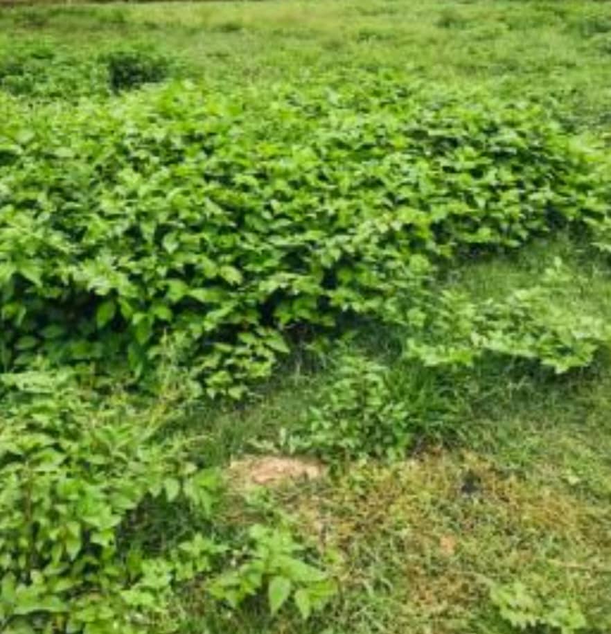 4.24 Hectares Mixed-Use Land For Sale in Duboyi 