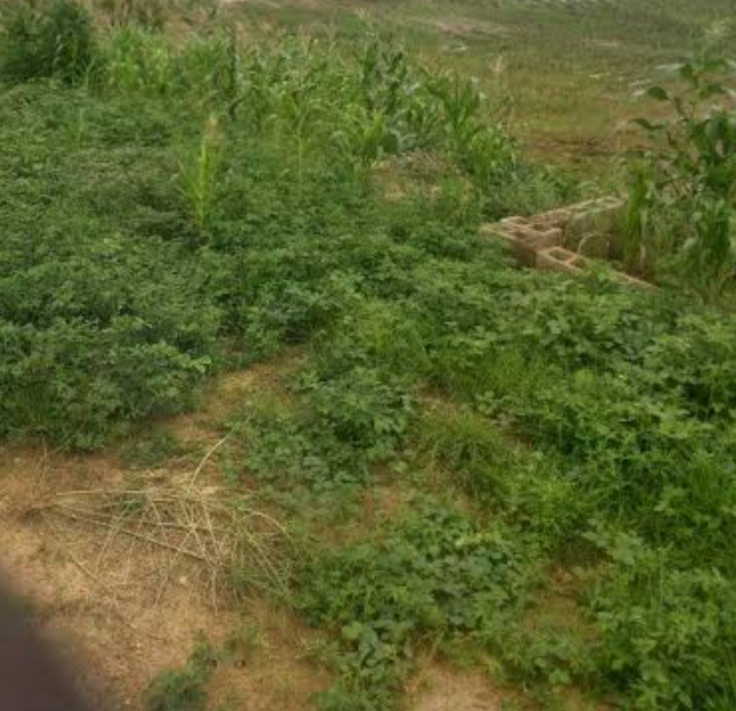 2 Hectares Hospital Use Land For Sale In Galadimawa